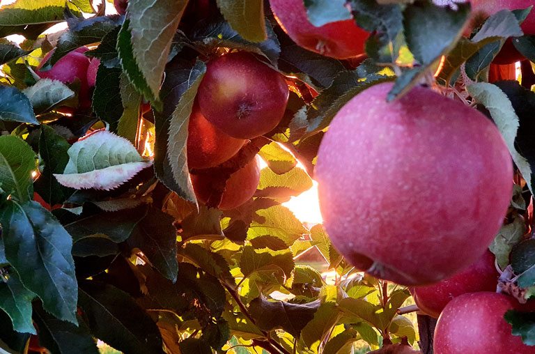 Äpfel hängen am Baum beim Obsthof Rehder