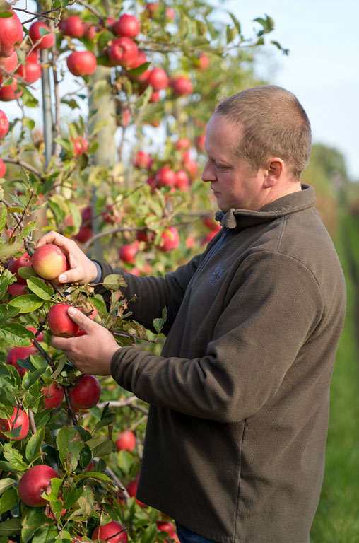 Christian Rehder Eckhoff prüft die Äpfel am Baum