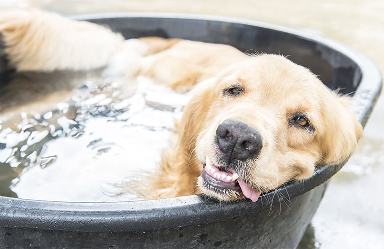 Tiere und der Sommer, Hund badet in Eimer mit Wasser