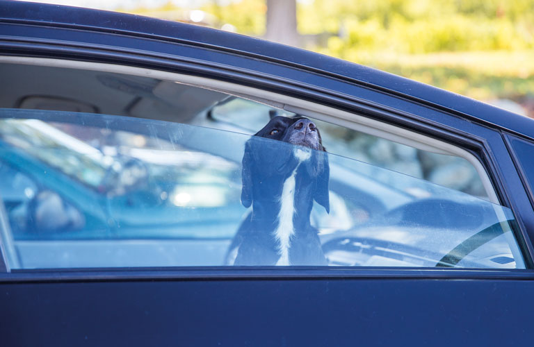 Tiere und der Sommer, Hund im Auto