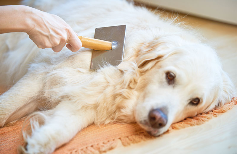 Fellpflege beim Hund