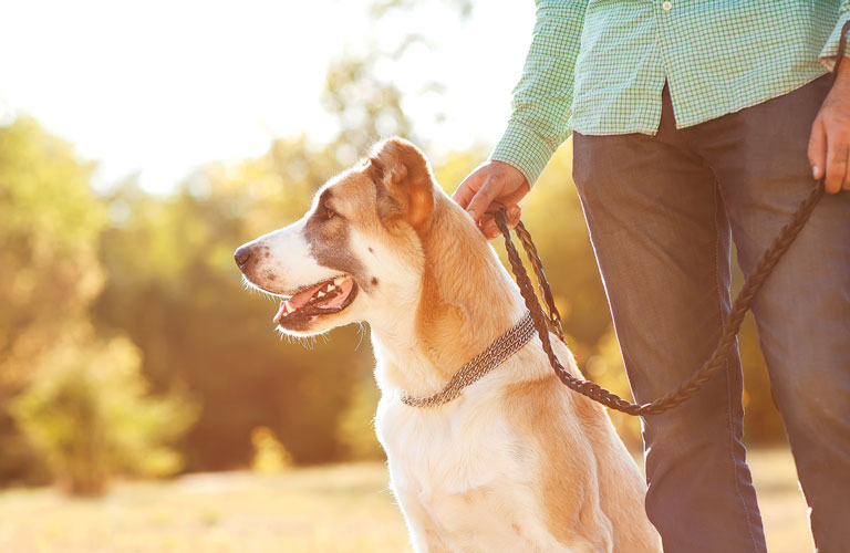 Mann geht mit Hund Gassi