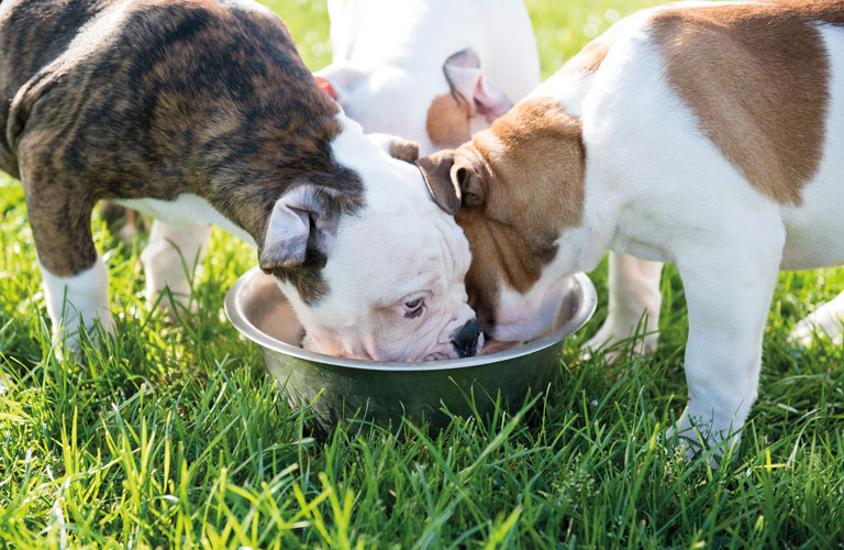 Hunde fressen aus Napf auf einer Wiese