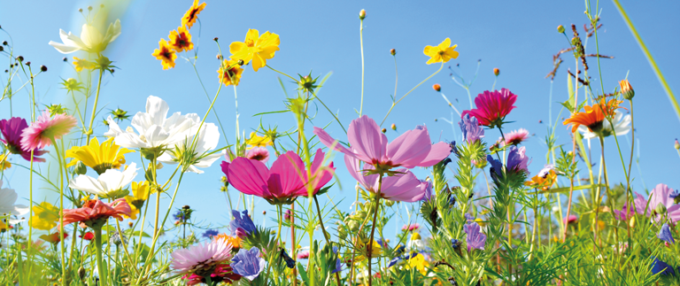 bunte Blumenwiese