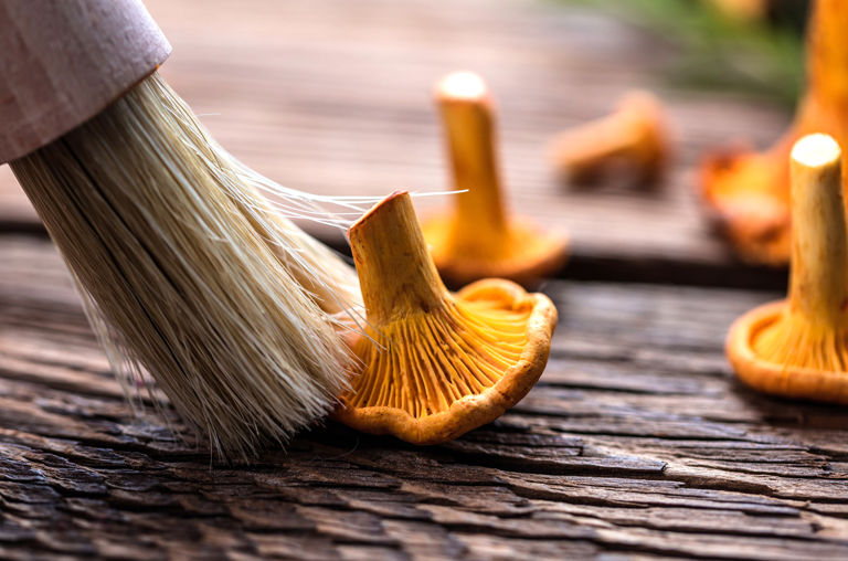 Pilze werden gebürstet