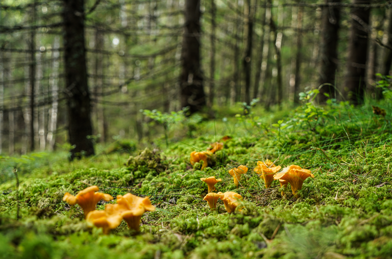 Pfifferlinge im Wald
