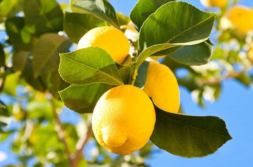 San Lucar Zitronen am Baum