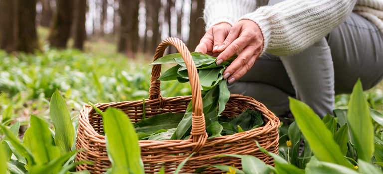 Bärlauch sammeln