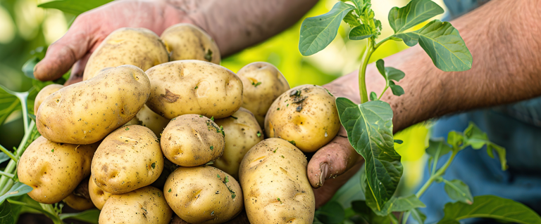 Zum Internationaler Tag der Kartoffel Hände, halten Kartoffeln auf dem Feld