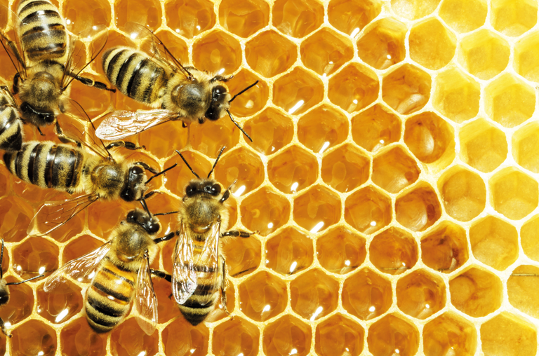 Bandelt Weltbienentag