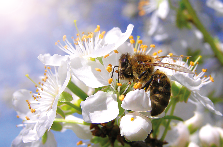 Bandelt Weltbienentag